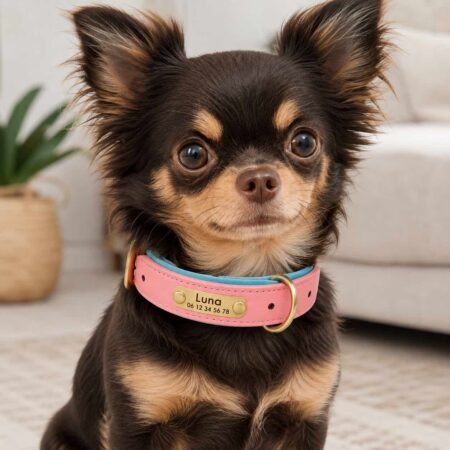 collier chien personnalisé cuir prenom gravure
