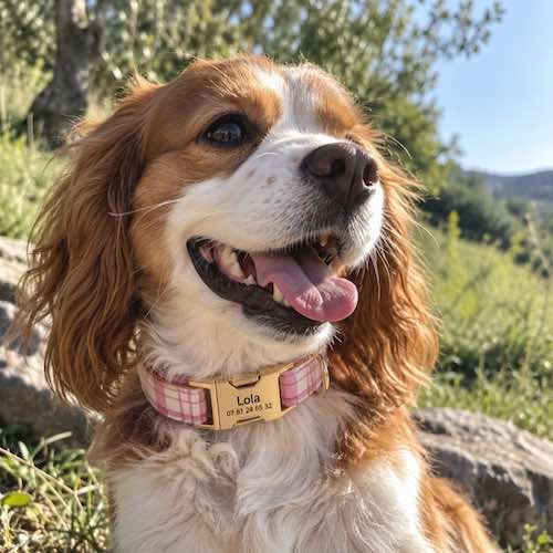 Petit chien portant un collier personnalisé