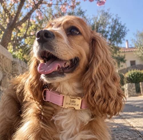 Chat avec son collier personnalisé